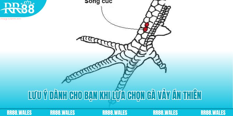 g088 xổ số đồng nai